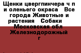 Щенки цвергпинчера ч/п и оленьего окраса - Все города Животные и растения » Собаки   . Московская обл.,Железнодорожный г.